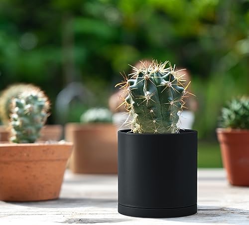 D'vine Dev 12-Pack Black Plastic Planters with Saucers, 3.5 in, 74-Y-D-4 - Image 7