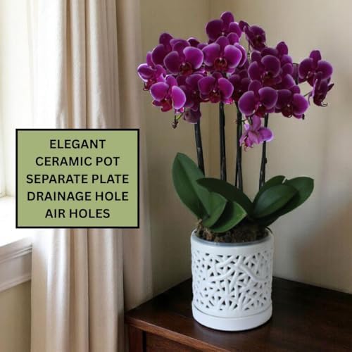 Large Ceramic Orchid Pot with Holes, 6 Inches Wide, for Indoors or Outdoors with Woven String Cut Out Design, Orchid Planters, Orchid Gifts (String Cut Out Design) - Image 2