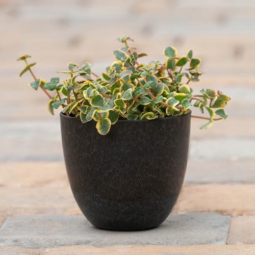 Root & Vessel Bola Round Planter, Self-Watering Outdoor & Indoor Planters, Shimmery Metallic Finish, Eco-Friendly Organic Fiber & Plastic Material, Onyx Black, 9" - Image 2
