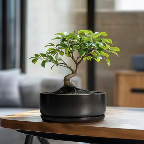 SQOWL Bonsai Pots - 8 Inch Ceramic Plant Pots for Succulents, Round Indoor Planter with Drainage Hole and Saucer, Shallow Modern Planter Bowl, Room Decor, Black - Image 2