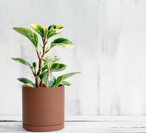 D'vine Dev 2-Pack Rust Terracotta Plant Pots with Saucers, 5 in, 40-V-B-2 - Image 5