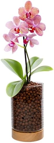 Pot & Pebble C1 Large Glass Orchid Pot, Wood Base - LECA Semi-Hydro Planter by PotPebble