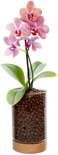 Pot & Pebble C1 Large Glass Orchid Pot, Wood Base - LECA Semi-Hydro Planter by PotPebble