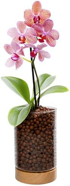 Pot & Pebble C1 Large Glass Orchid Pot, Wood Base - LECA Semi-Hydro Planter by PotPebble