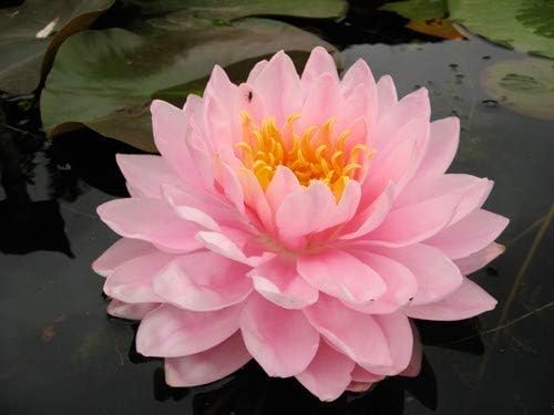 Chalily Aquatic Plant Fertilizer for Water Lily and Lotus | 10-14-8 Guaranteed Analysis with Humates (4000 Count) - Image 5