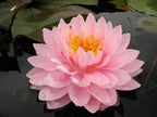 Chalily Aquatic Plant Fertilizer for Water Lily and Lotus | 10-14-8 Guaranteed Analysis with Humates (4000 Count) - Image 5