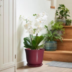 Ceramic Plant Pots, 10 Inch Plant Pot, Red - Image 7