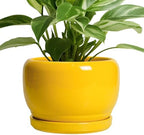SQOWL Ceramic Plant Pot - 8 Inch Planter for Indoor Outdoor, Decorative Plant Pot with Drainage Hole and Saucer, Modern Round Planter for Flower, Desk Decor, Housewarming Gifts, Yellow by SQOWL