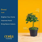 Costa Farms Mini Bonsai, Live Indoor Plant, Easy Care, Home Decor - Image 4