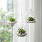 Zopeal 6 Pcs Glass Hanging Planter Wall Vase Terrarium Hydroponic Plants - Image 3