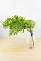 Richland Fern Bush 18" Artificial Maidenhair Set of 12 - Image 2