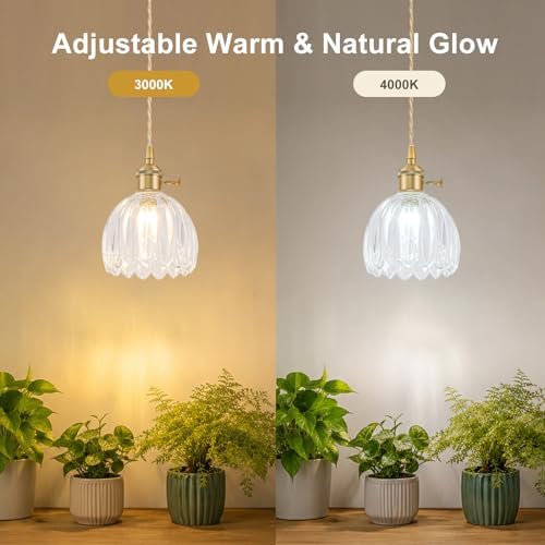 Hanging Grow Lights for Indoor Plants, 12W Full Spectrum 98+ CRI Grow Lamp, Dual CCT 3000K/4000K, Dual Switches, Pulley Height Adjustable, 13.12FT Cord, Petal Glass Plant Light for Indoor Flowers - Image 5