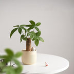 Ceramic 5.2+6.5 inch Planters, Modern Home and Office Flowerpot, Indoor and Outdoor Flowerpot with Drainage Hole (Yellow) - Image 5