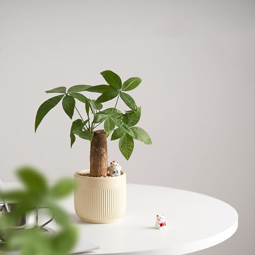 Ceramic 5.2+6.5 inch Planters, Modern Home and Office Flowerpot, Indoor and Outdoor Flowerpot with Drainage Hole (Yellow) - Image 5
