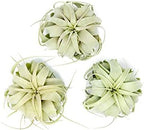 3 Pack Large Xerographica Air Plants 5 to 7 Inch Wide-Air Plants Live Tillandsia Succulent House Plants Holders-Available in Wholesale and Bulk-Home and Garden Decor-Easy Care Indoor Outdoor( by TheAirPlantShop
