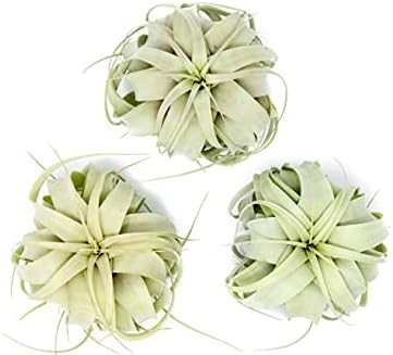 3 Pack Large Xerographica Air Plants 5 to 7 Inch Wide-Air Plants Live Tillandsia Succulent House Plants Holders-Available in Wholesale and Bulk-Home and Garden Decor-Easy Care Indoor Outdoor( by TheAirPlantShop