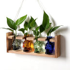 Plant Propagation Stations Halloween Skull Plant Terrarium Kit by CYZglass