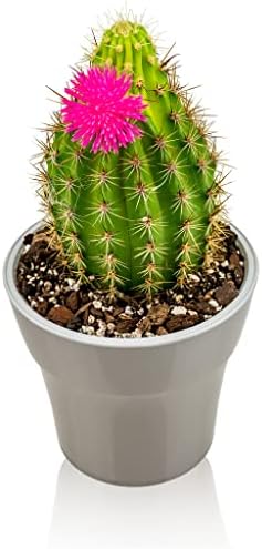 Gardenera Professional Succulent Soil Premium All Purpose Blend | Pre-Mixed Ready to Use for Cactus and Succulents | Sphagnum Peat Moss, Perlite, New Zealand Pine Bark - Made in USA - 4 Quart - Image 6