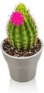 Gardenera Professional Succulent Soil Premium All Purpose Blend | Pre-Mixed Ready to Use for Cactus and Succulents | Sphagnum Peat Moss, Perlite, New Zealand Pine Bark - Made in USA - 5 Quart - Image 6