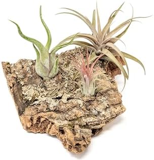 Air Plant Shop Medium Tabletop Cork Bark Display with 3 Tillandsia Air Plants - Wholesale and Bulk - Succulents - Live Tillandsia - Easy Care Indoor and Outdoor House Plants - Image 4