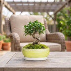 Pots for Succulents, 8 Inch Ceramic Bonsai Tree Pot, Brushed Yellow - Image 4