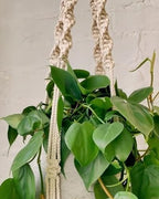 PILLOWPIA Macrame Plant Hanger 55" – Indoor Outdoor Hanging Planter Rack for Ceiling, Wall, or Window – Boho Rope Plant Holder for 10" Pots – Decorative Garden & Patio Plant Accessory – Sage - Image 7
