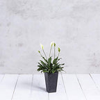 Root & Vessel, Ella Tall Planter, Black, 13.5" - Image 3