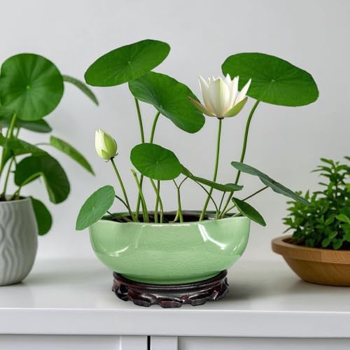 MUZHI Lotus Flower Bowl Planter for Water Lily Seeds 8", Elegant Hole-Free Ice Crack Hydroponic Pink Lotus Plant Bowl Pot with Stand - Image 5