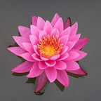 Chalily Aquatic Plant Fertilizer for Water Lily and Lotus | 10-14-8 Guaranteed Analysis with Humates (4000 Count) - Image 3