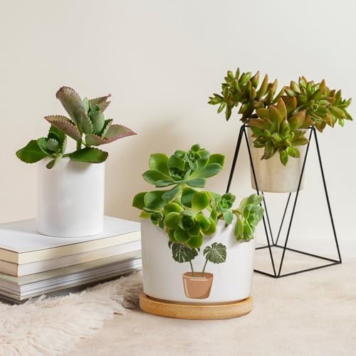 DreamAutumn Pack of 3 Plants Planter Ceramic Round Plant Pots with Drainage Holes and Bamboo Tray Planting Small Flower Pots for Home Windowsill Desk Garden Indoor Outdoor Use - Image 4