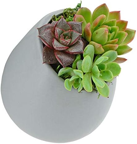 Arcadia Garden Products Small Round Wall Planter 3-Pack Light Gray - Image 3