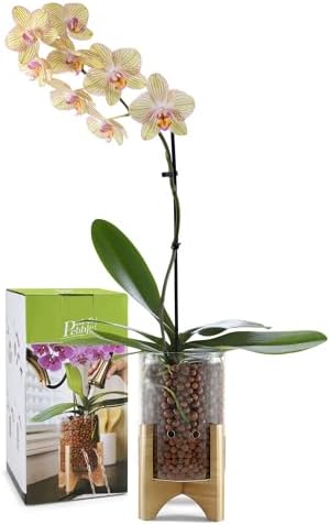 Pot & Pebble C6 Glass Propagation Vase, Wood Base - LECA Orchid Planter - Image 2