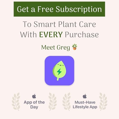 American Plant Exchange Golden Pothos – Live 8-Inch Hanging Basket, Devil’s Ivy, Easy-Care Air Purifying Houseplant, Fast-Growing Trailing Vine for Hanging Planters, Indoor Home or Office Décor - Image 6