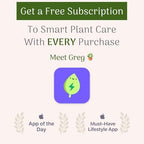 American Plant Exchange Variegated English Ivy – 6-Inch Pot – Live Easy Care Trailing Houseplant with Green & White Leaves for Hanging Baskets, Indoor Planters, Home & Office Décor - Image 6