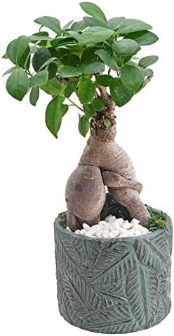 Arcadia Garden Products LV55 Ginseng Ficus Bonsai Live Indoor Plant in Tropico Leaf Ceramic Planter for Home, Work, or Gift, Blue *Cannot Ship to California* by Unknown