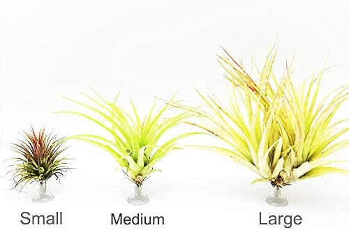 10 Pack Vertical Air Plant Holder (Suction Cup, Stainless Steel Tillandsia Air Plant Planter) A Unique Set of Air Plant Containers for Creating Tillandsia Art Display on Window. (Medium) - Image 7