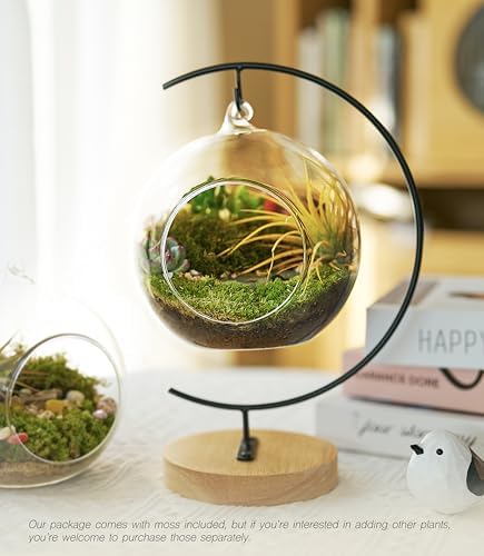 LuckyRunes DIY Glass Terrarium Kit with Live Moss & Mini Tools - Image 3
