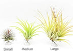 10 Pack Wall Mount Air Plant Holder (Adhesive Tape,Stainless Steel Tillandsia Air Plant Planter) A Unique Set of Air Plant Containers for Creating Tillandsias Art Display On Wall (Small) - Image 7