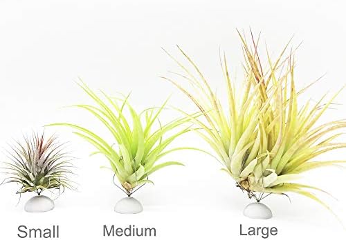 10 Pack Wall Mount Air Plant Holder (Adhesive Tape,Stainless Steel Tillandsia Air Plant Planter) A Unique Set of Air Plant Containers for Creating Tillandsias Art Display On Wall (Small) - Image 7