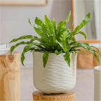 Planter Large Terracotta Plant Pot for Living Room Floor Plants: A Luxurious, High-End Ceramic Garden(Medium) - Image 3