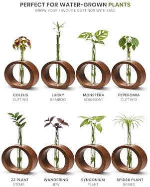 Wooden Glass Test Tube Plant Propagation Station with Wood Stand, Modern Hydroponic Flower Vase for Indoor Plants, Home Office & Desktop Decor, 1 Tube, 17 x 12.5 cm - Image 3