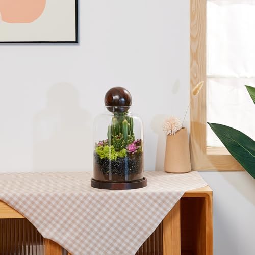 Yangbaga Tall Glass Terrarium Jar: House for Succulent Plant/Moss/Fish - Image 6