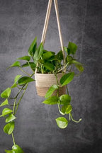SuperMoss (54029 SoftWeave Hanging Planters for Indoor Plants 6″, Mixed Case, Set of 3, 6 inch Plant Flower Pots - Image 6