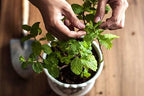 Premium Spearmint Plant Soil Mix by Gardenera - Stimulate Growth and Enhance Aroma with Nourishing Formula - 5 Quart - Image 2