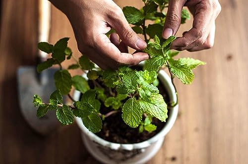 Premium Spearmint Plant Soil Mix by Gardenera - Stimulate Growth and Enhance Aroma with Nourishing Formula - 5 Quart - Image 2