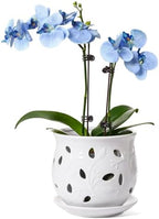 LE TAUCI Ceramic Orchid Pot, 6.5 Inch Orchid Pots with Holes, Orchid Planter for Repotting, Indoor Flower Plant Pot with Drainage and Saucer, White by LETAUCI