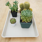 VUWEZ 2 Pack Plant Growing Nursery 1020 Trays, Plant Saucer Tray, Heavy Sturdy Seed Starting Trays, Plant Starter Trays for Indoors No Holes, Seed Starter Growing Tray (22"x11.2", Beige) - Image 5