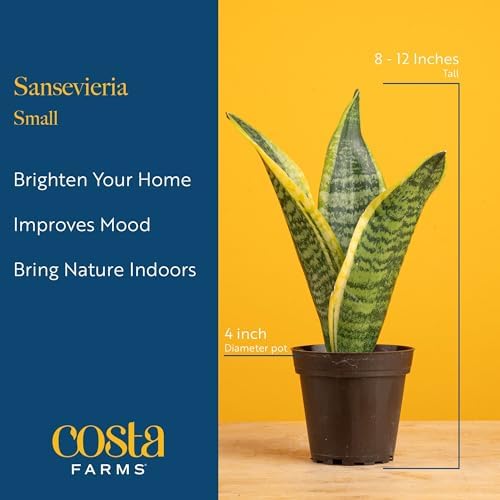 Costa Farms Snake Plant, Live Indoor Plant, Air Purifying, Low Light, Easy - Image 4