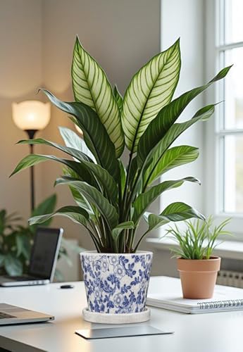 Ceramic Pot for Plants 5.5 inch Blue and White Pot for Plants Small Chinoiserie Planter Pots with Drainage Hole and Saucers Outdoor Inoor Blue Flower Pots for Succulent, Cactus, Snake Plant, Herb - Image 7