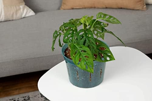 Monstera Imperial Houseplant Potting Soil Mix by rePotme - Junior Bag (4 Quarts) - Image 3
